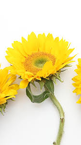 ✓ free for commercial use ✓ high quality images. Sunflowers White Background 1080x1920 Iphone 8 7 6 6s Plus Wallpaper Background Picture Image