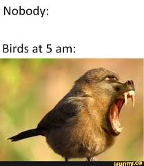 Nobody Birds At 5 Am Ifunny Happy Memes Memes Birds