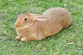 domestic rabbit wikipedia