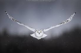 Straight To Me Snowy Owl Owl Wallpaper Snowy Owl Tattoo