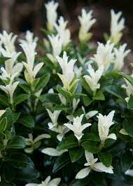 We did not find results for: Euonymus Japonicus Paloma Blanca One Earth Botanical