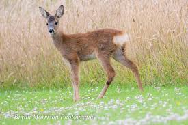 Image result for roe deer