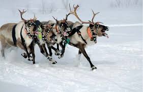 Enjoy the popular christmas carol,'jingle bells' and sing along with the help of lyrics.for more such amazing christmas carols, subscribe to our channel now. Dashing Through The Snow Enabling The Connected Reindeer