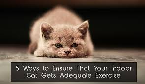5 Ways To Ensure That Your Indoor Cat Gets Adequate Exercise Canadapetcare Blog