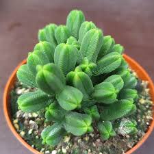 Image result for Crassula alticola