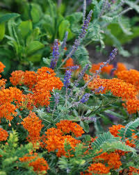 Early June Plant Combination Ideas For A Prairie Garden Plants Prairie Garden Plant Combinations