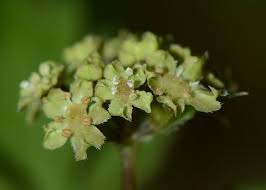 Image result for Brazzeia soyauxii