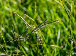 Image result for Paspalum