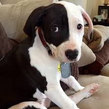 We did not find results for: 42 Dalmatiner Mischlingsrassen Hunde Zentrale
