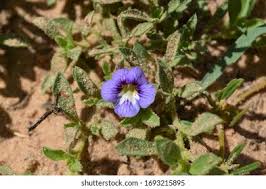 Image result for Aptosimum procumbens