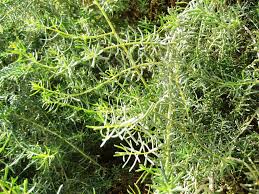 Image result for Suaeda monoica