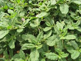 Image result for Zaleya