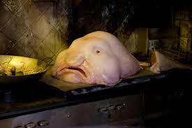Check spelling or type a new query. Blobfisch Posts Facebook