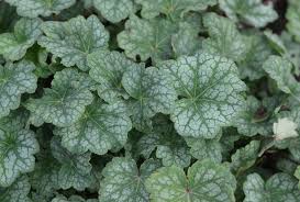 Image result for heuchera americana