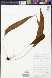 Image result for Elaphoglossum lancifolium