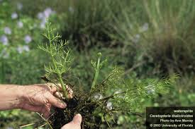 Image result for Ceratopteris