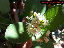 Image result for Syzygium cordatum