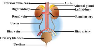 The outer layer is called the epidermis; Draw The Diagram Of Human Excretory System And Label It