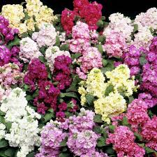 All year flowers to plant. Top 10 Wonderful Flowers That Bloom All Year Long