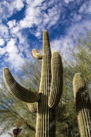 From being a small single cactus with no arms, to an older heavy saguaro with numerous branches sticking out, you get to see. Old Saguaro Cactus Near Phoenix Arizona Stock Photo Picture And Royalty Free Image Image 57233376