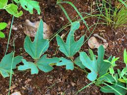 Image result for Neorautanenia ficifolia