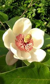 Magnolia Magnolia Flower Pretty Flowers Love Flowers