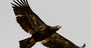 Bird With Light Brown Head And Black Body Bald Eagle Juvenile Large Head With Thick Black Bill Mostly Dark Brown With Mottling On Underside Of Wings C Rog Bald Eagle Eagle Haliaeetus Leucocephalus