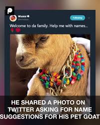 Image result for Pop star gets a new pet, and it's not what you think