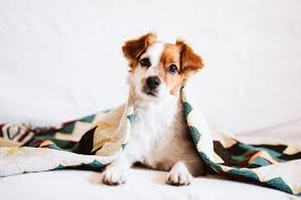 Flush the foot with cold water or use a cold compress. 7 Tips To Protect Dog Paws In Snow And Winter Weather Tractive Blog