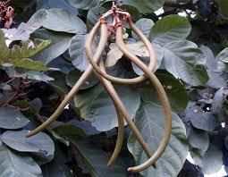 Image result for Fernandoa