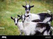 Peacock goats hi-res stock photography and images - Alamy