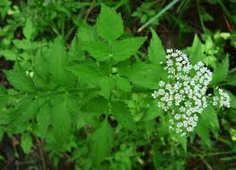 Image result for Oenanthe