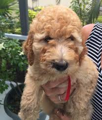 We have been breeding for 30 years and are people that you can count on! We Breed Quality Moyen Poodles How To Adopt A Moyen Poodle Puppy
