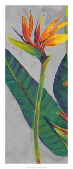 Watercolor Bird Of Paradise Png Pin On Flowers