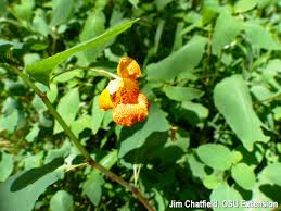 Image result for Impatiens hochstetteri
