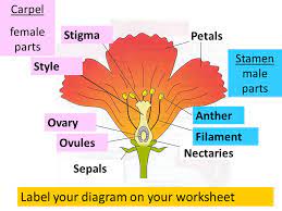You may find varieties with both male and female parts of a flower. Parts Of A Flower L O Understand The Structure And Function Of The Male And Female Parts Of A Flowering Plant Starter Name As Many Different Parts Of Ppt Video Online Download