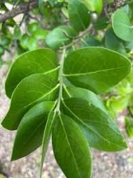 Image result for Acokanthera schimperi