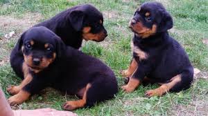 If you are interested in adopting or fostering bruno please contact us. Akc Purebred Rottweiler Puppies 4 Girls For Sale In Newberg Oregon Classified Americanlisted Com