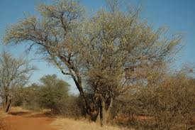 Image result for Albizia anthelmintica