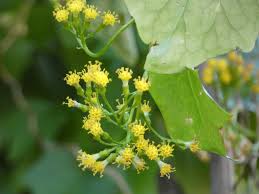 Image result for Delairea odorata