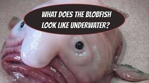 In its normal habitat, which is 2,000 to 4,000 feet underwater, the pressure there makes it look like any ordinary fish. This Is What The Blobfish Looks Like Underwater Youtube
