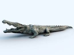 Crocodile Animaux