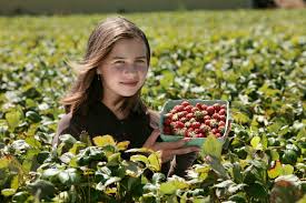 3 ab wann kann man erdbeeren pflücken? Erdbeeren Ernten Wann Und Wie