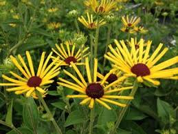 Image result for Ottelia kunenensis