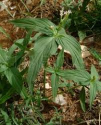 Image result for Spigelia anthelmia