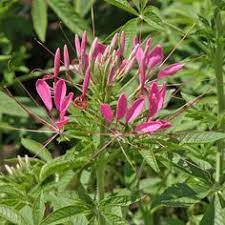 6 tips for planting a beautiful container garden every time. 10 Tall Annual Flowers For Impact In The Garden Annual Flowers Annual Plants Full Sun Flowers