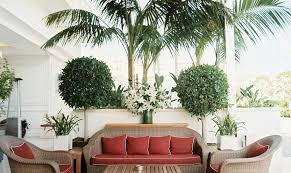 The evergreen leaves are shaped in flat fronds similar to a fern, but with a hearty fullness. Topiary Style A Dash Of Manicured Charm