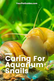 Aquarium Snails Care Guide Aquarium Snails Fresh Water Betta Fish Tank