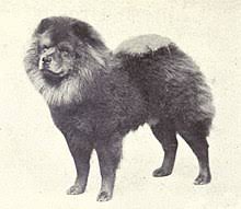 Existiert überhaupt ein hund mit einer blauen zunge? Chow Chow Wikipedia