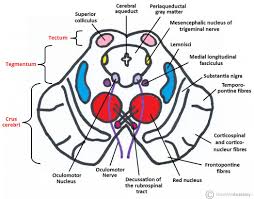 Image Result For Midbrain